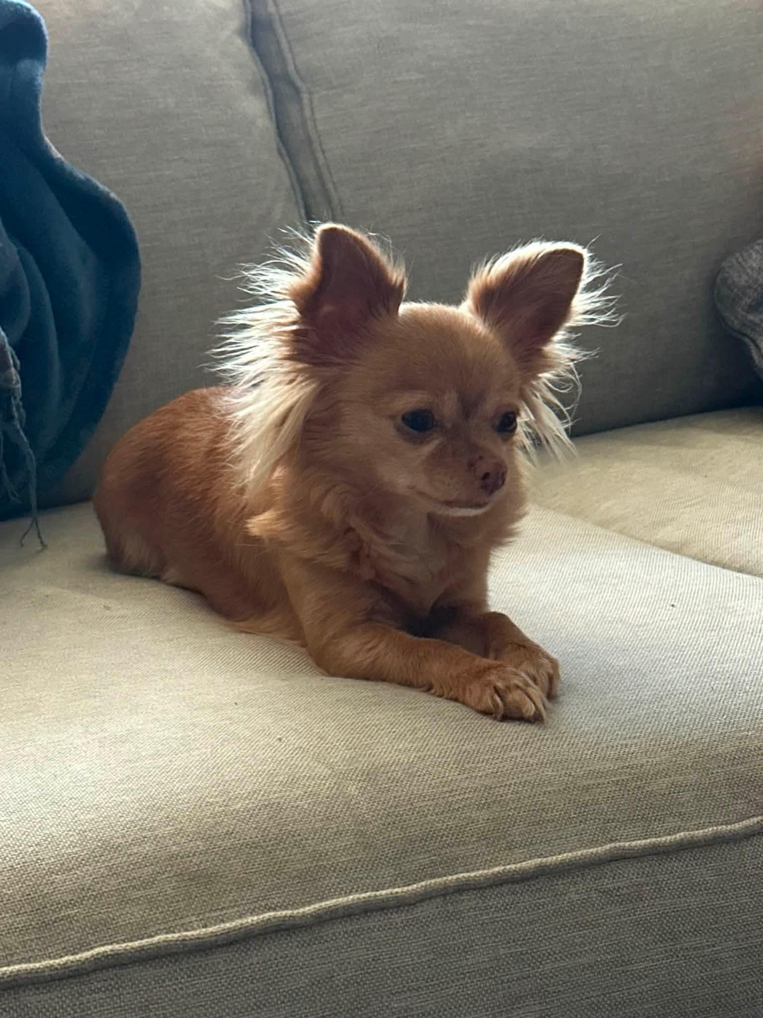 Lillie, adopted, Senior Female Chihuahua.