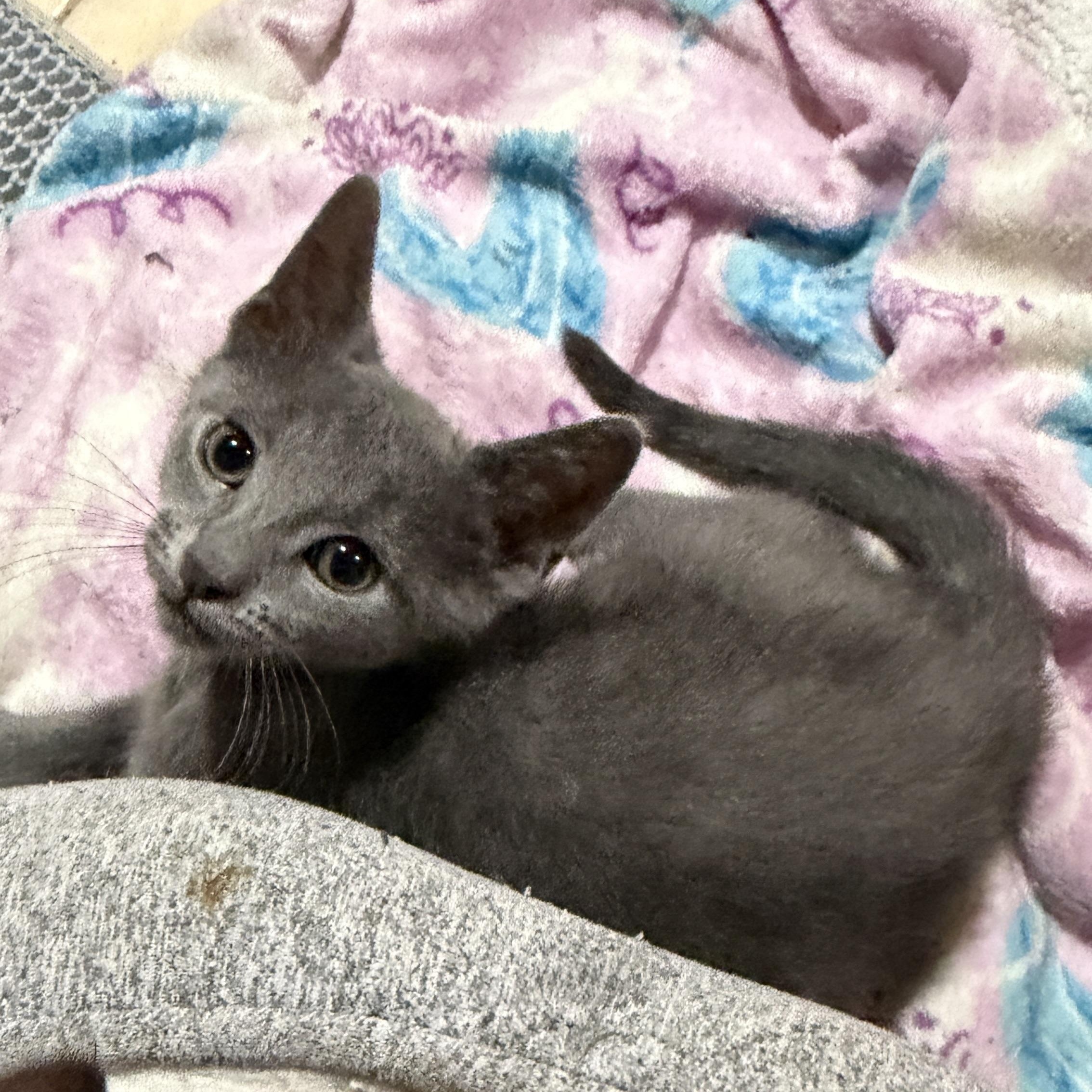 Finn, adopted, Kitten Male Domestic Short Hair.