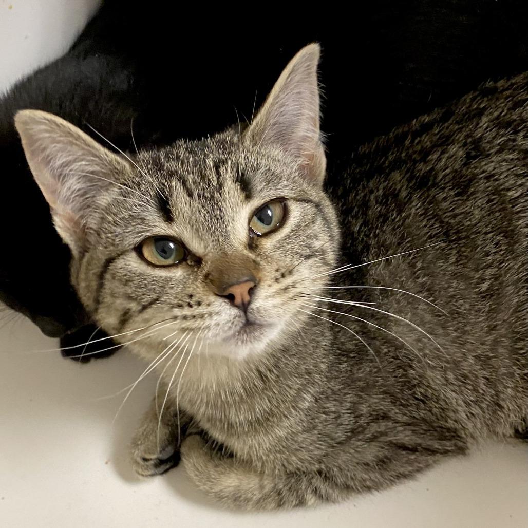 Minnie, Adoptable, Kitten Female Domestic Short Hair.