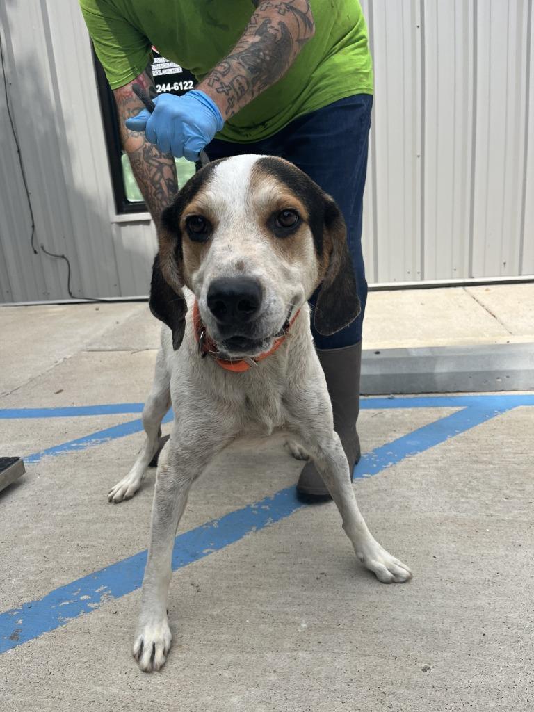Nicco, Adoptable, Adult Male Bluetick Coonhound & Mixed Breed.