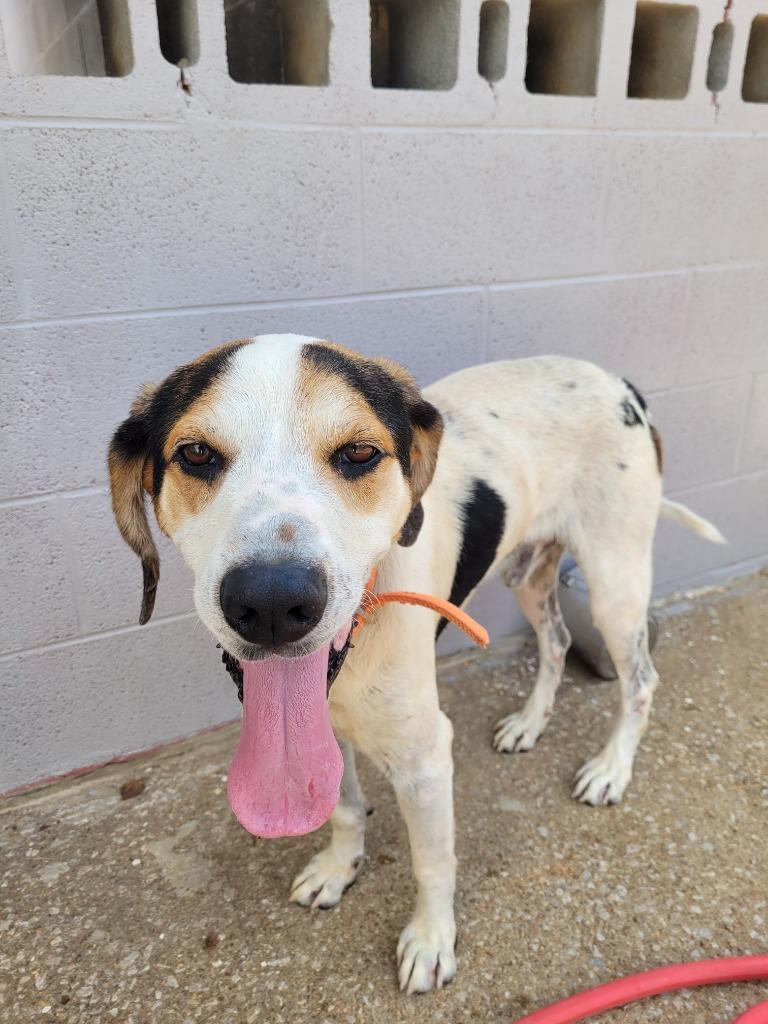 Enlarge Nicco, a Adoptable mixed breed in Lawrenceburg, TN image 2/3