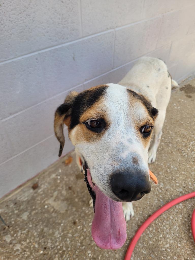 Enlarge Nicco, a Adoptable mixed breed in Lawrenceburg, TN image 3/3