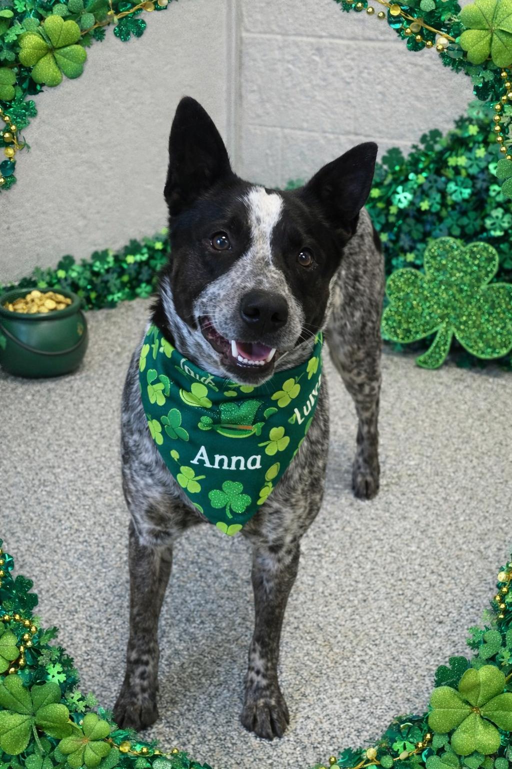 Anna, ADOPTABLE, Young Female Australian Cattle Dog / Blue Heeler.