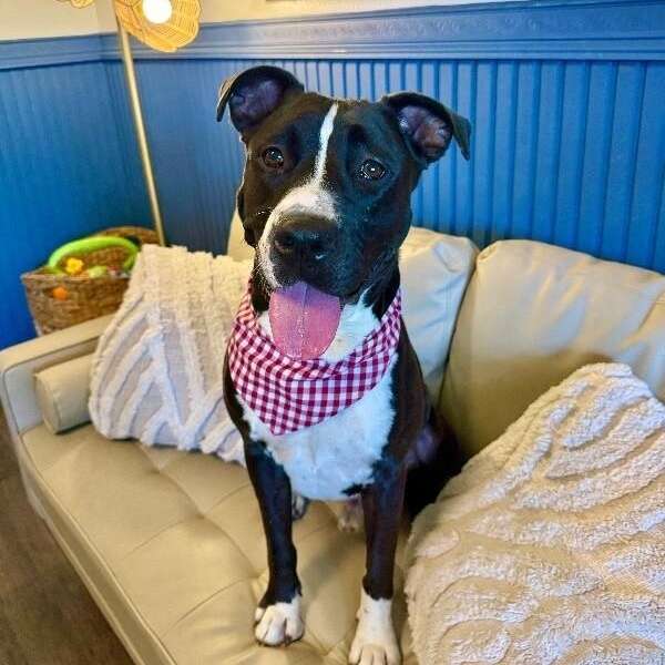 Buddy Your Best Pal — thumbnail 2