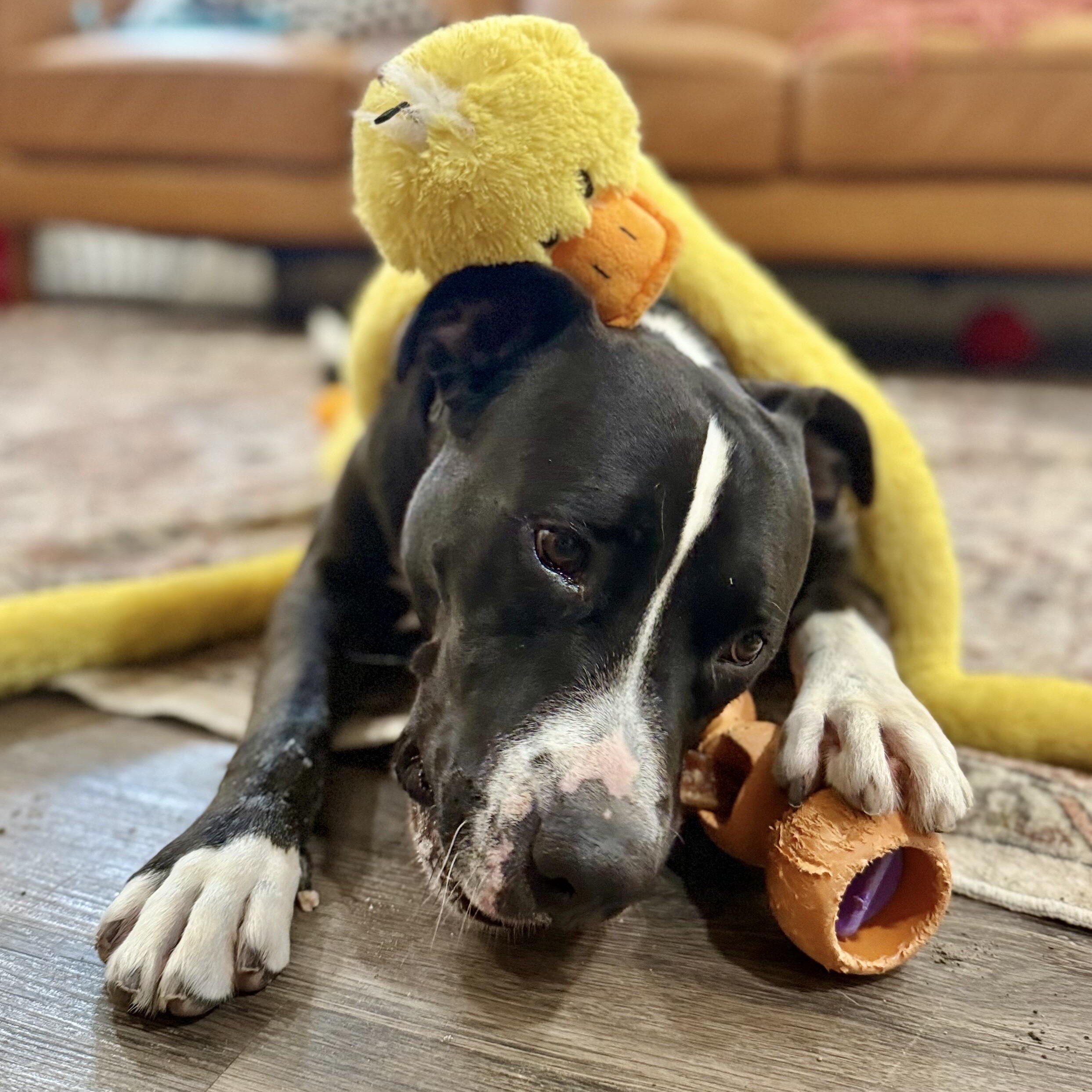 Buddy Your Best Pal — thumbnail 4