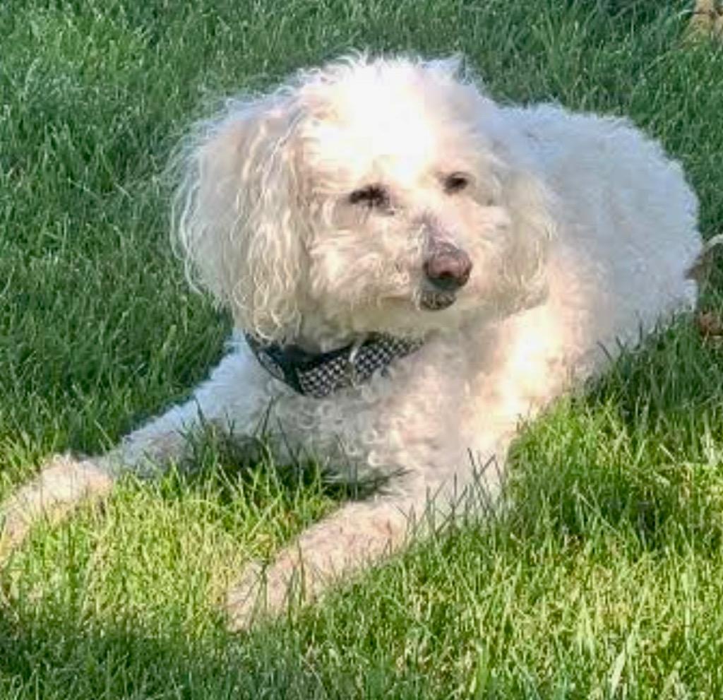 Enlarge Leo, a Adoptable mixed breed in West Bloomfield, MI image 2/6