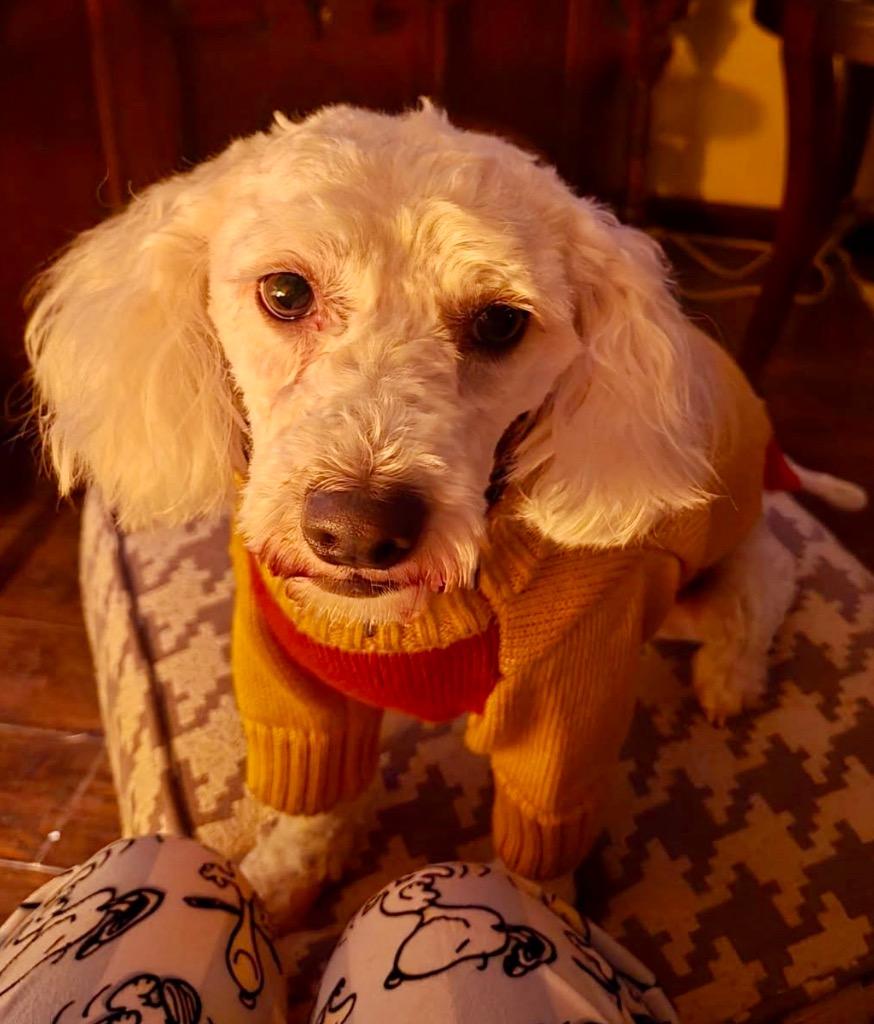 Enlarge Leo, a Adoptable mixed breed in West Bloomfield, MI image 1/4