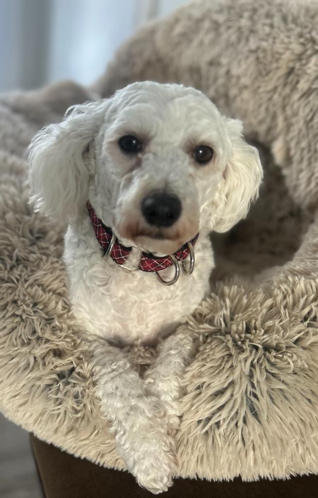 Enlarge Leo, a Adoptable mixed breed in West Bloomfield, MI image 3/6