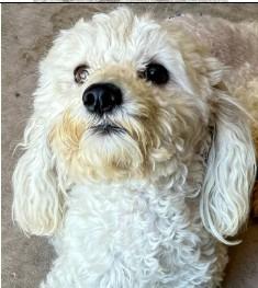 Enlarge Leo, a Adoptable mixed breed in West Bloomfield, MI image 3/4