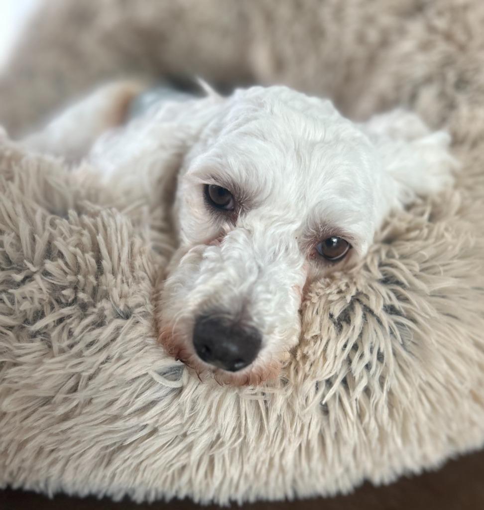 Enlarge Leo, a Adoptable mixed breed in West Bloomfield, MI image 5/6