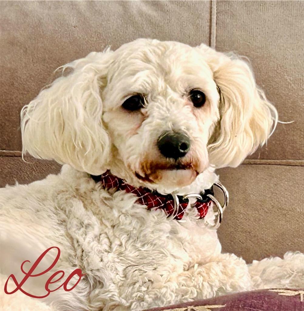 Enlarge Leo, a Adoptable mixed breed in West Bloomfield, MI image 6/6