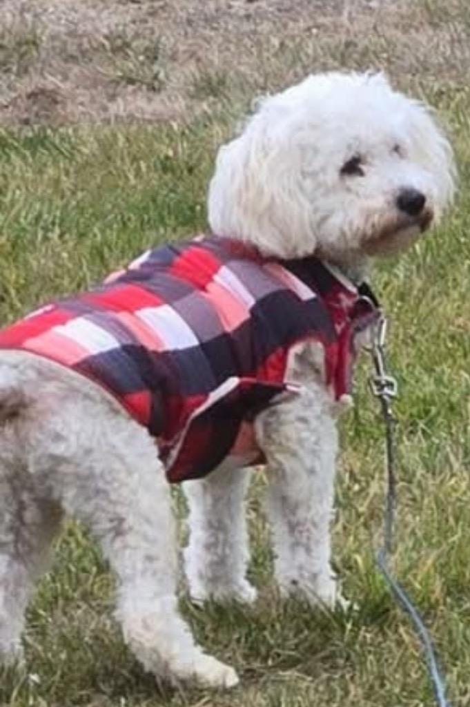 Enlarge Leo, a Adoptable mixed breed in West Bloomfield, MI image 4/4