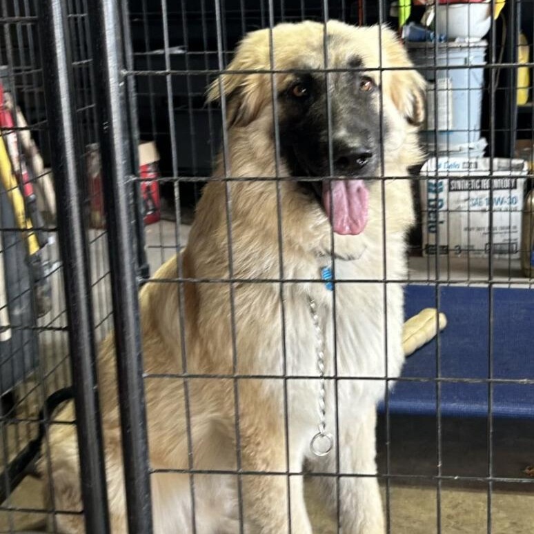 Enlarge Bear, a ADOPTABLE mixed breed in Victorville, CA image 1/2