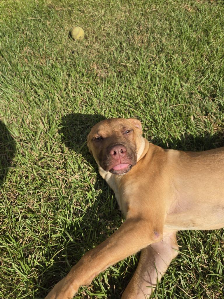 Toys R Us, Adoptable, Young Male Mixed Breed.