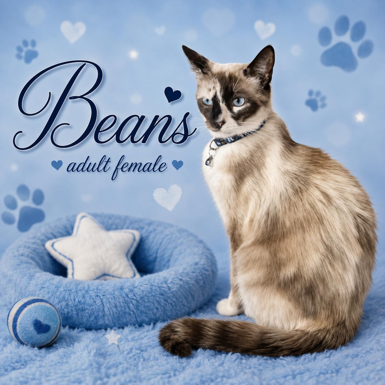 BEANS, adopted, Adult Female Siamese.