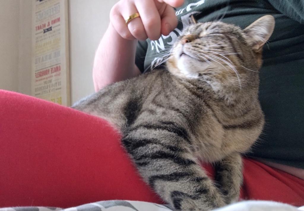 Enlarge Babs, a Adoptable Siamese in Ewing, NJ image 1/6