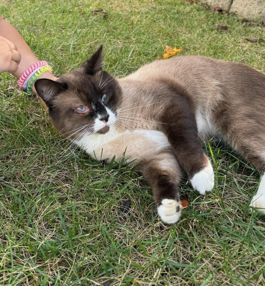 Babs, Adoptable, Adult Female Siamese.