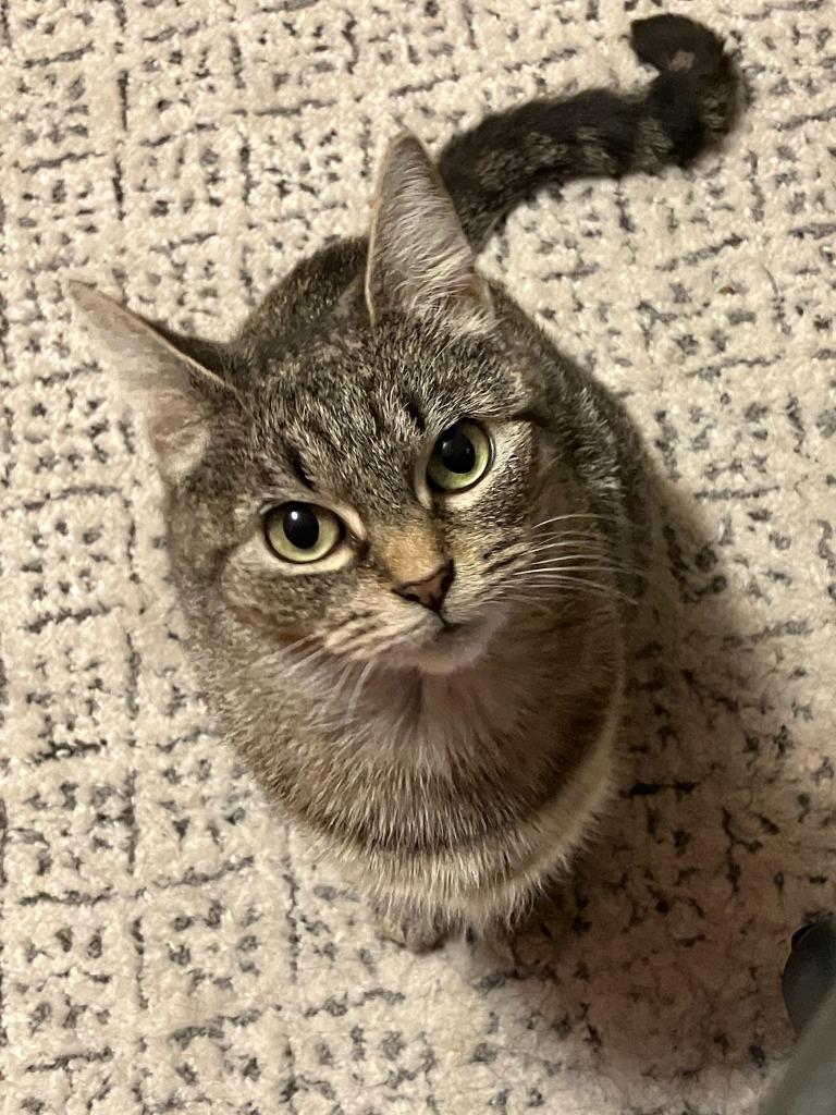 Enlarge Babs, a Adoptable Siamese in Ewing, NJ image 4/6