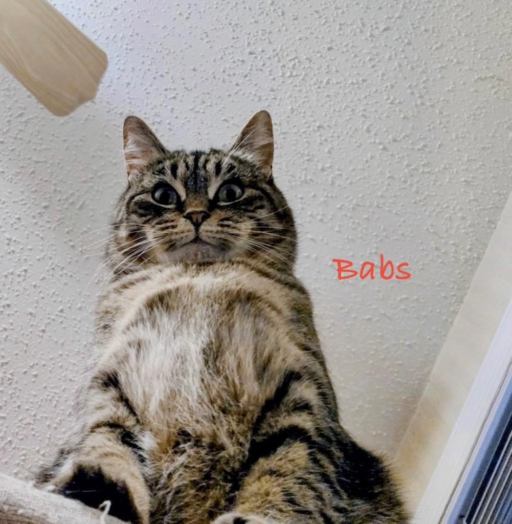 Enlarge Babs, a Adoptable Siamese in Ewing, NJ image 5/6