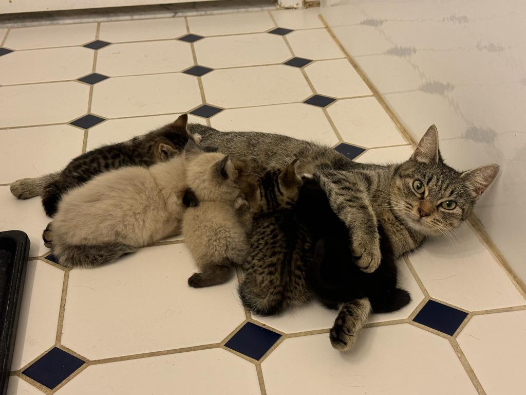 Enlarge Babs, a Adoptable Siamese in Ewing, NJ image 2/3