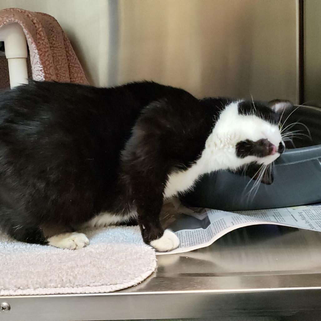 Enlarge Boutonniere, a Adoptable Domestic Short Hair in Charlottesville, VA image 3/4