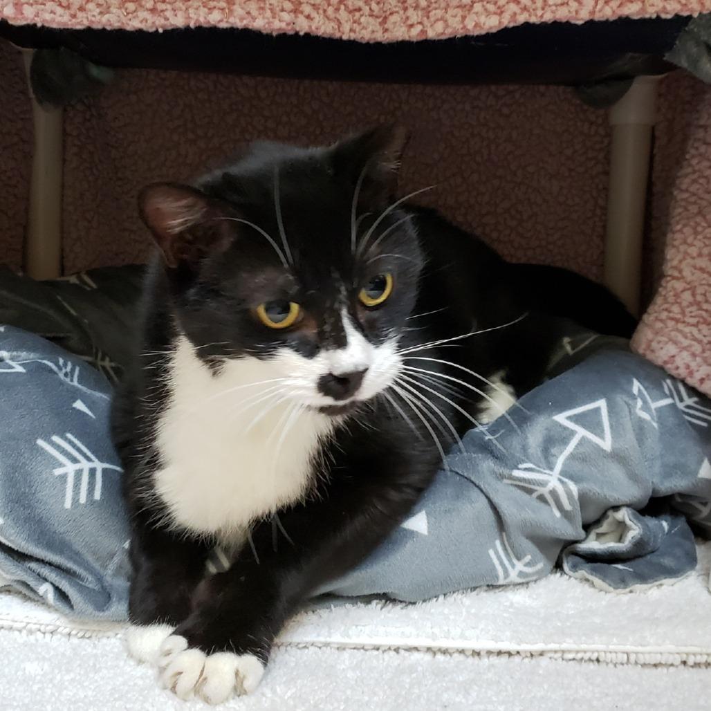 Enlarge Boutonniere, a Adoptable Domestic Short Hair in Charlottesville, VA image 4/4