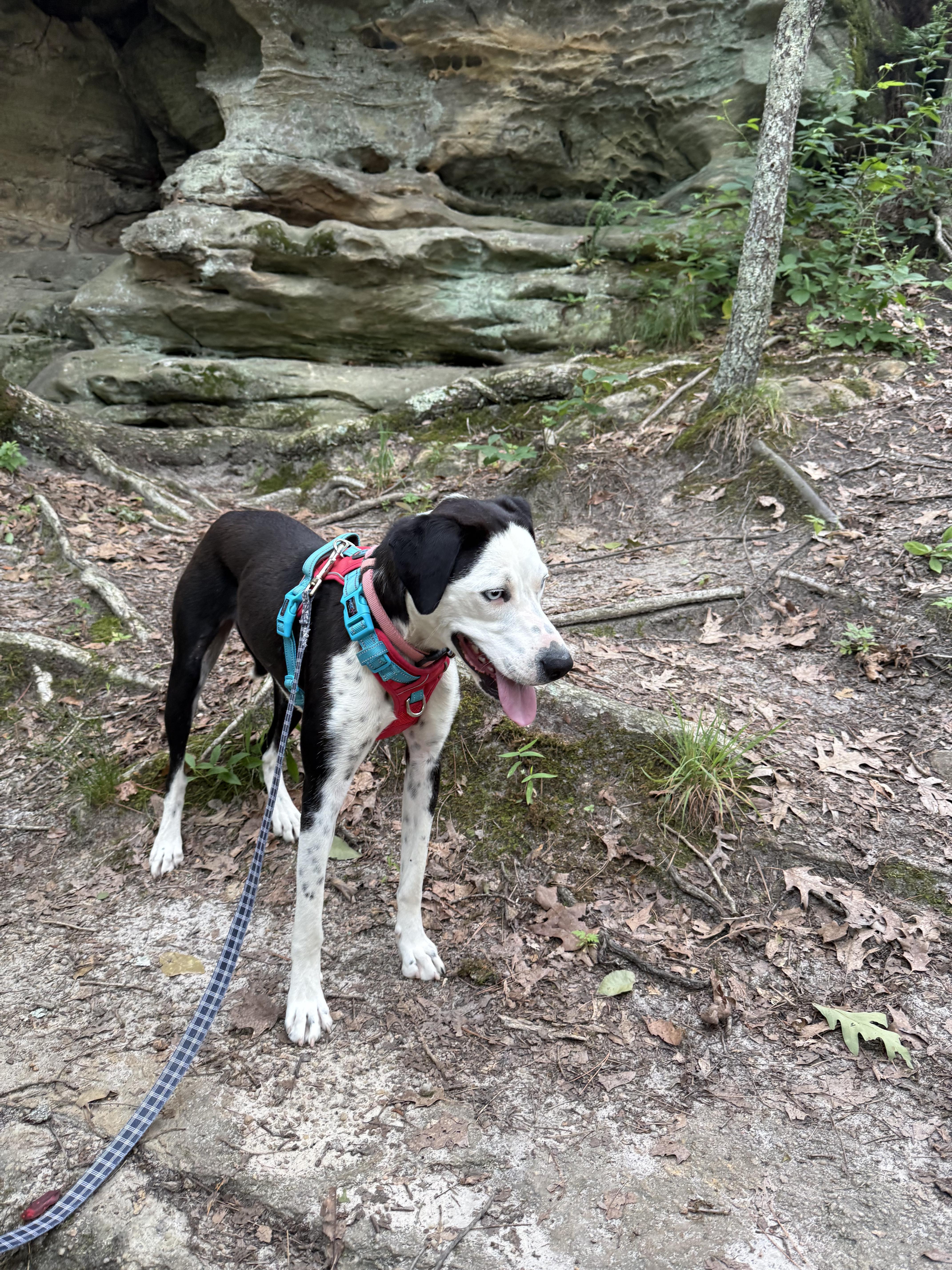 Norma Jean, an adopted mixed breed in Bloomsdale, MO image 4/6