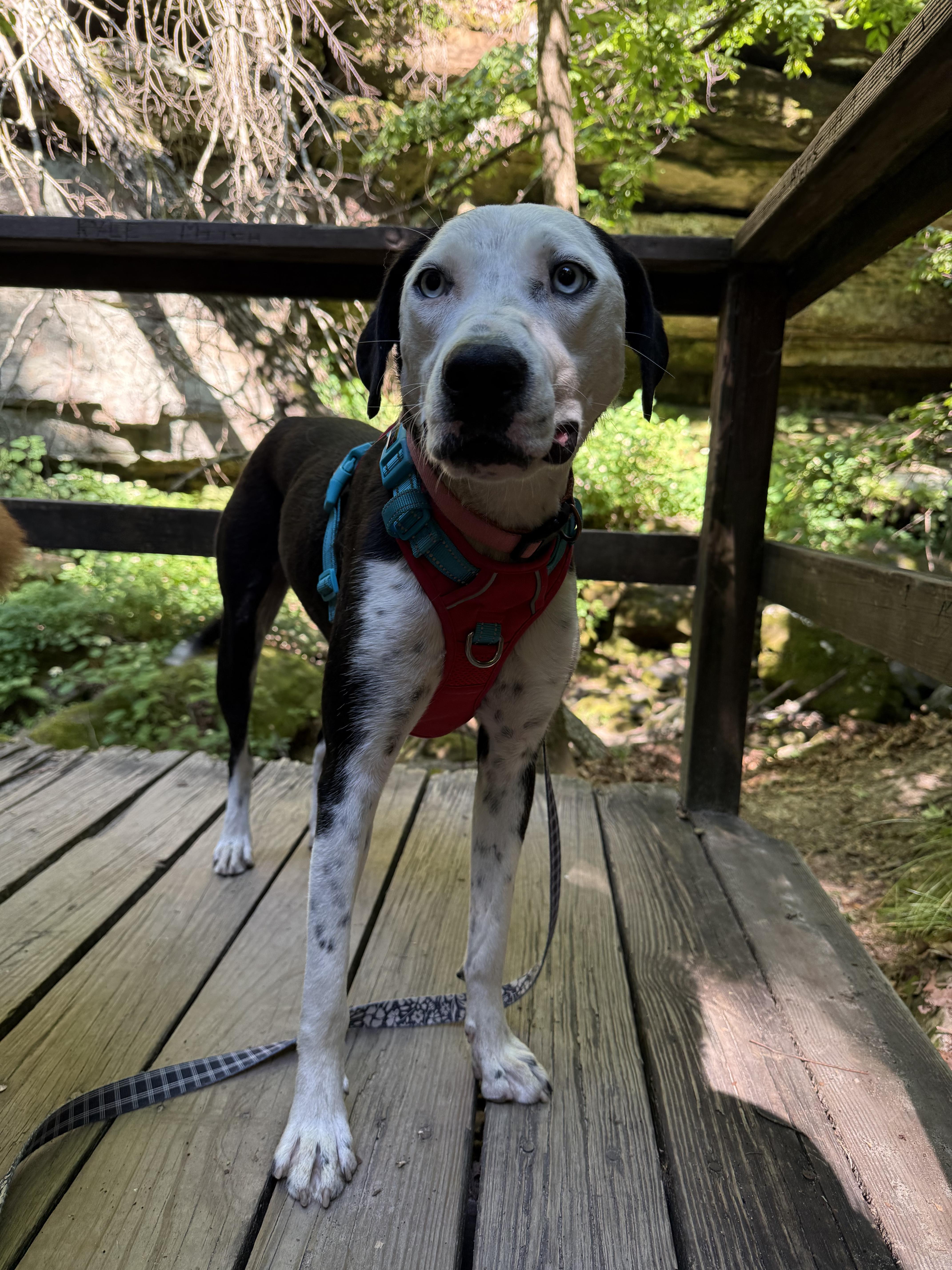 Norma Jean, an adopted mixed breed in Bloomsdale, MO image 2/6