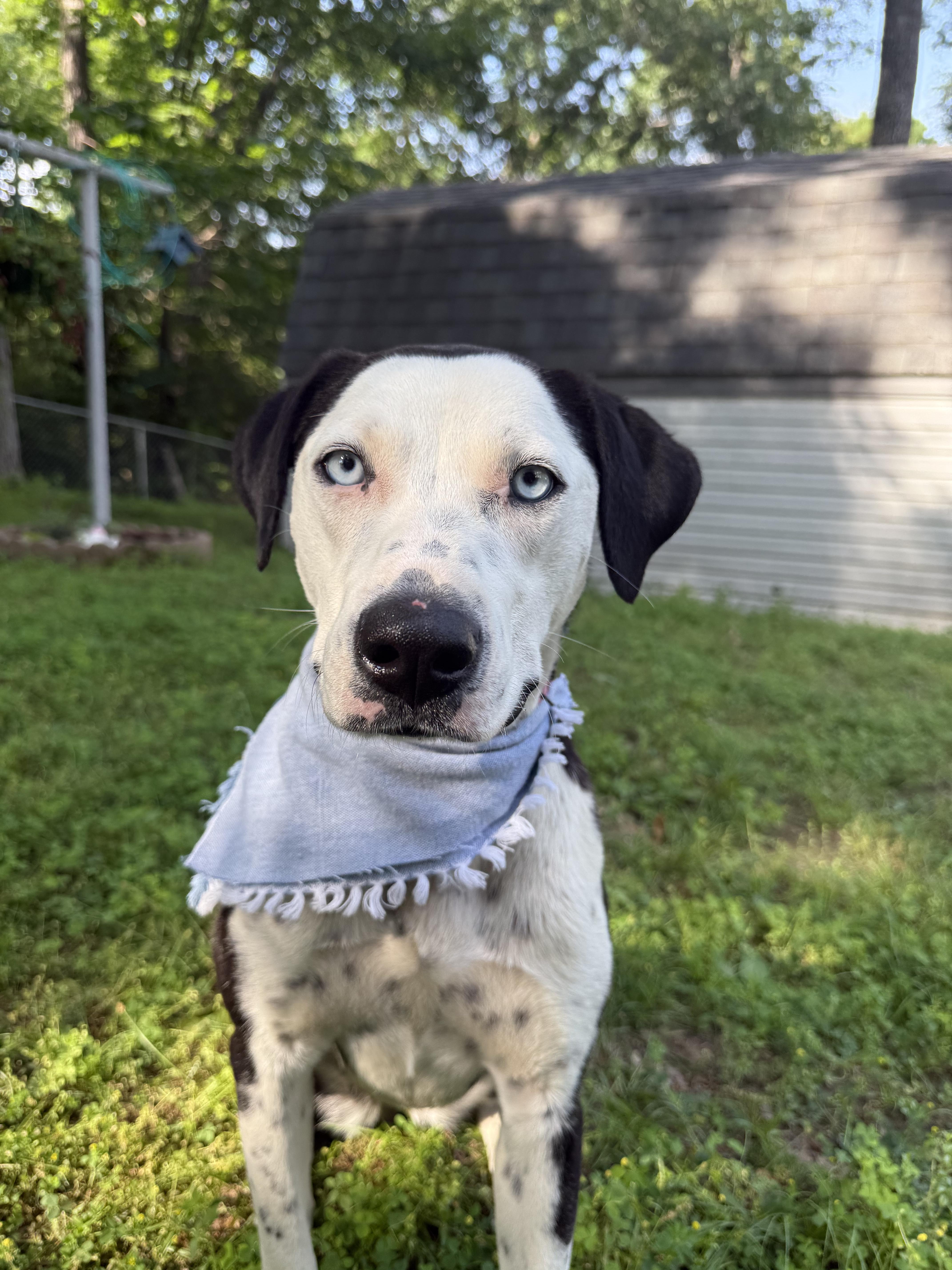 Norma Jean, an adopted mixed breed in Bloomsdale, MO image 1/6