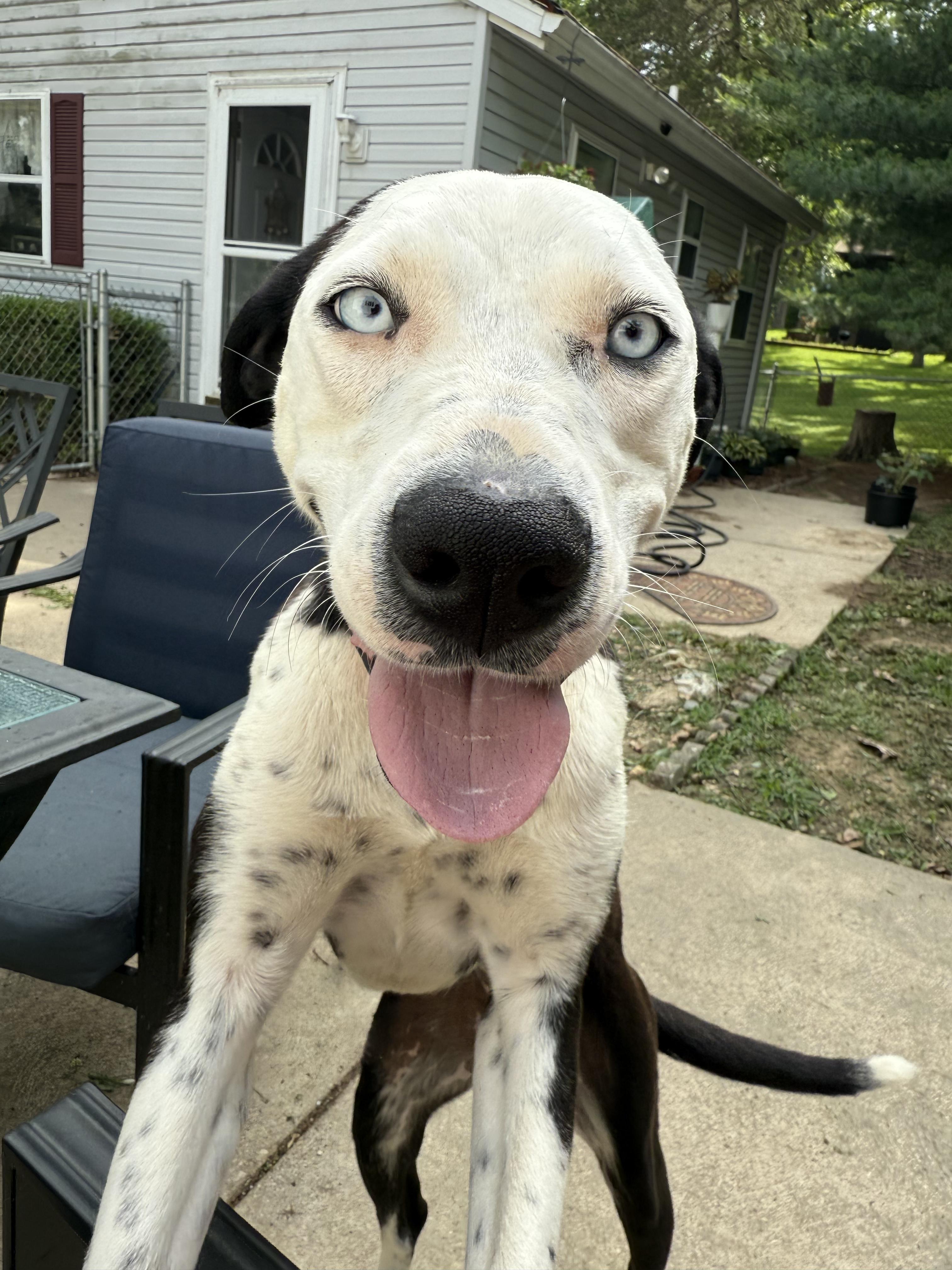 Norma Jean, an adopted mixed breed in Bloomsdale, MO image 5/6