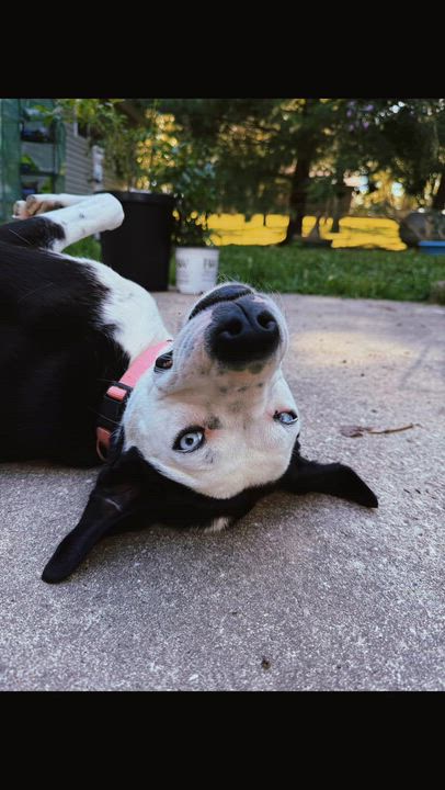 Enlarge Norma Jean, an adopted mixed breed in Bloomsdale, MO video 3/6