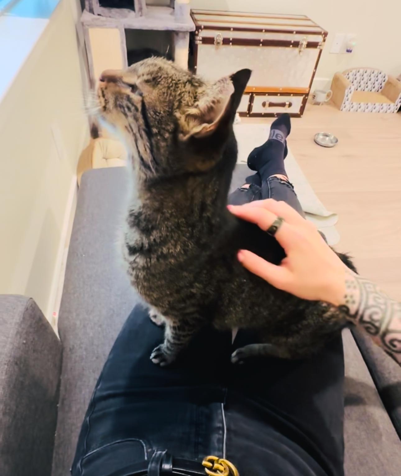 Frida, Adoptable, Adult Female Domestic Short Hair & American Shorthair.