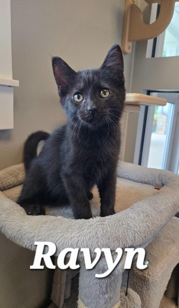 Ravyn, Adopted, Kitten Female Domestic Short Hair.
