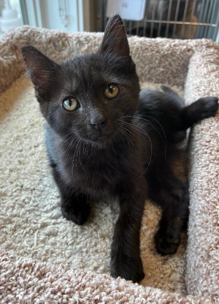 Ravyn, a Adopted mixed breed in Sidney, OH image 2/3