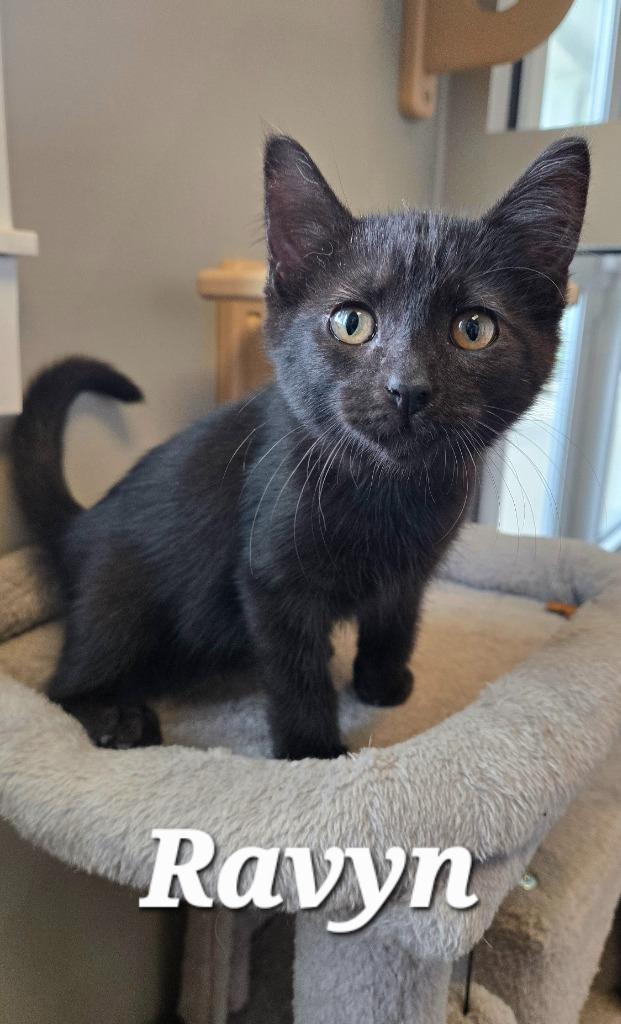 Ravyn, a Adopted mixed breed in Sidney, OH image 3/3