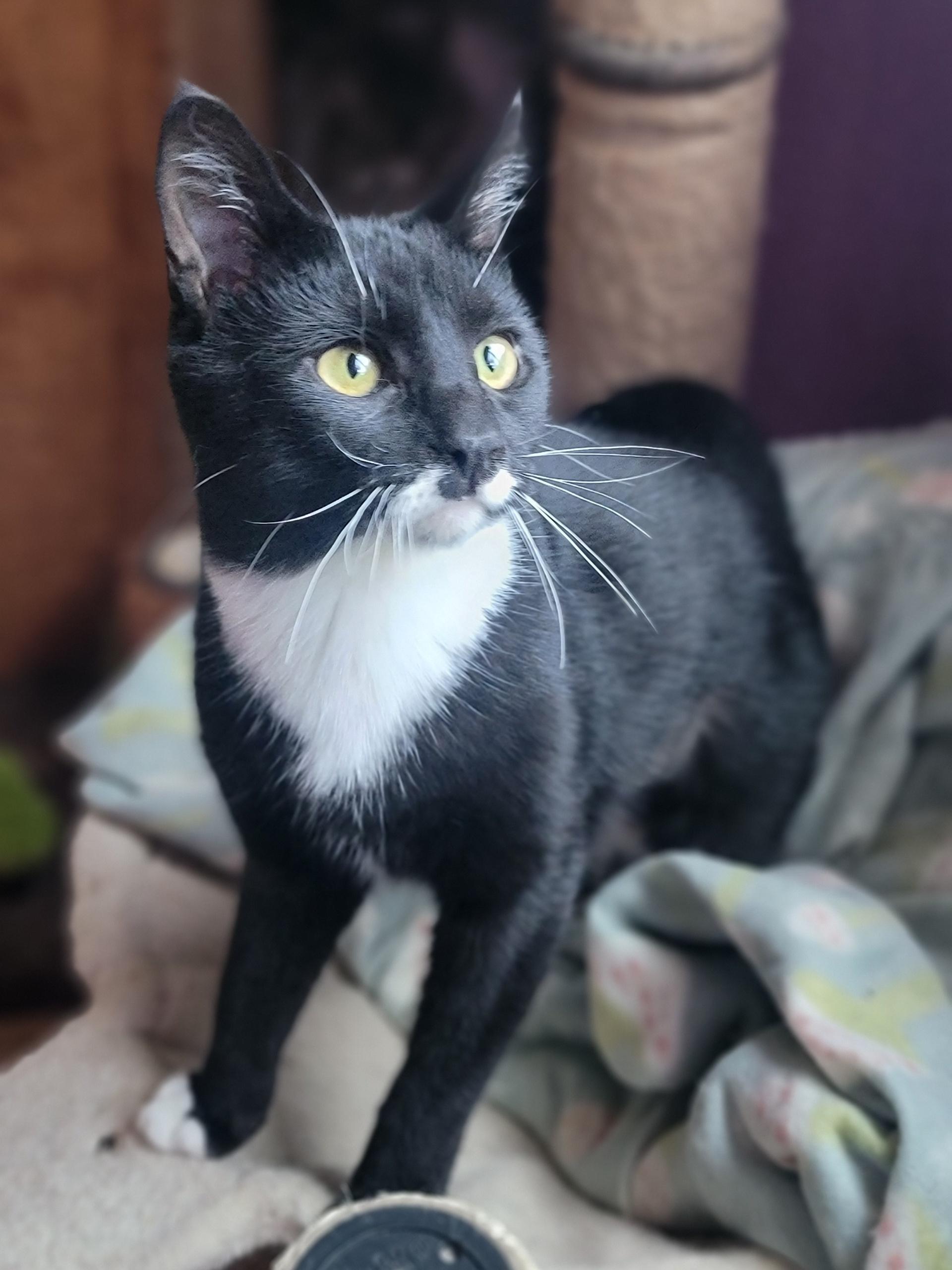 Enlarge Kia, a ADOPTABLE Domestic Short Hair in Washoe Valley, NV image 1/1