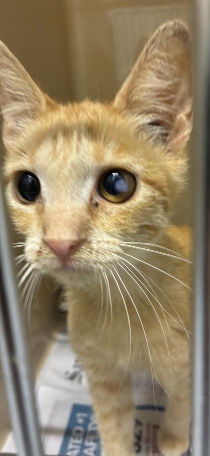Sora, adoptable, Young Female Domestic Short Hair.