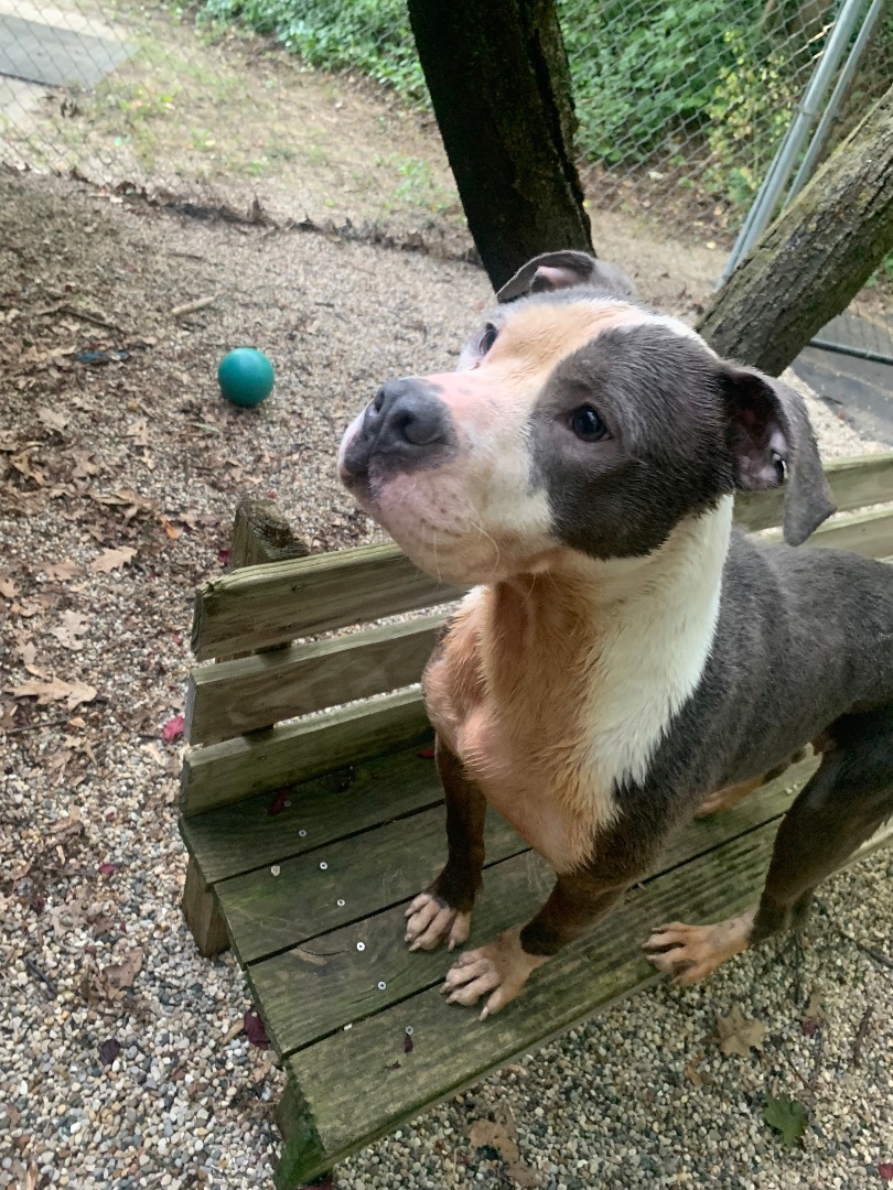 Doofy, a Adoptable American Staffordshire Terrier in fennville, MI image 1/6