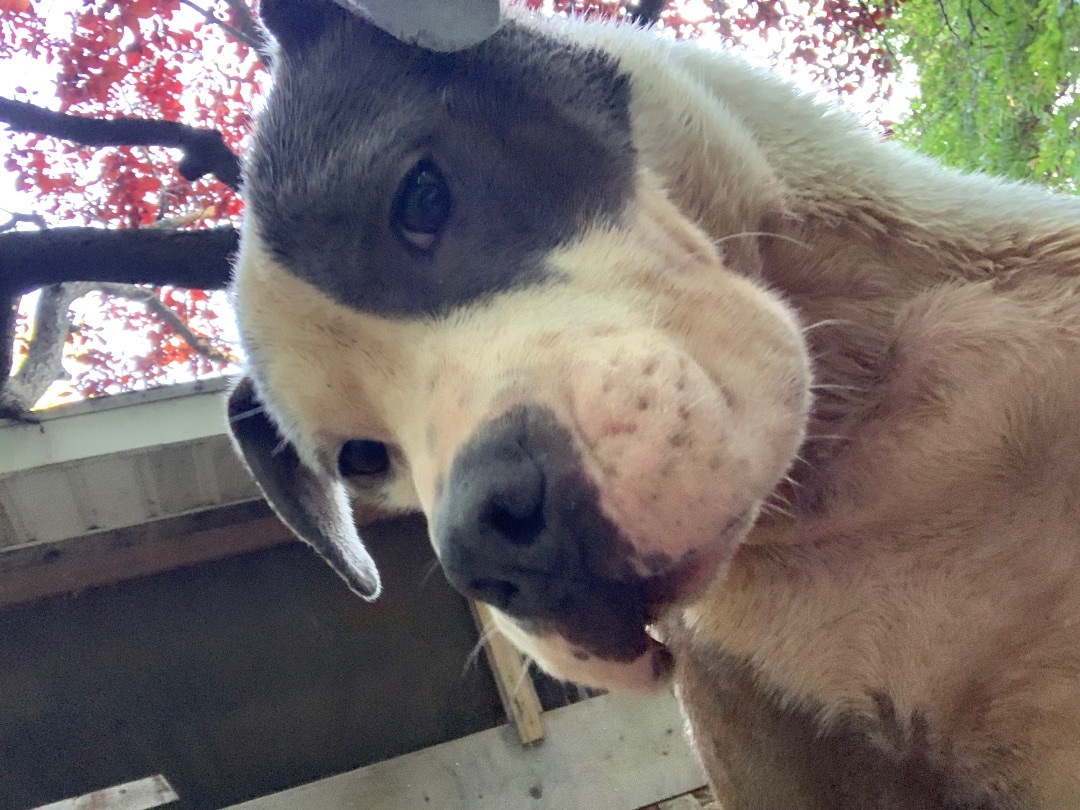 Doofy, a Adoptable American Staffordshire Terrier in fennville, MI image 2/6