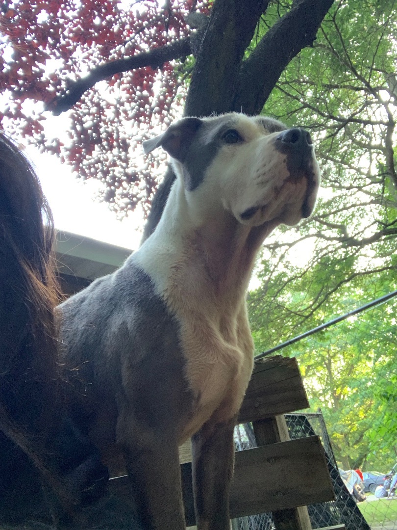 Doofy, a Adoptable American Staffordshire Terrier in fennville, MI image 3/6