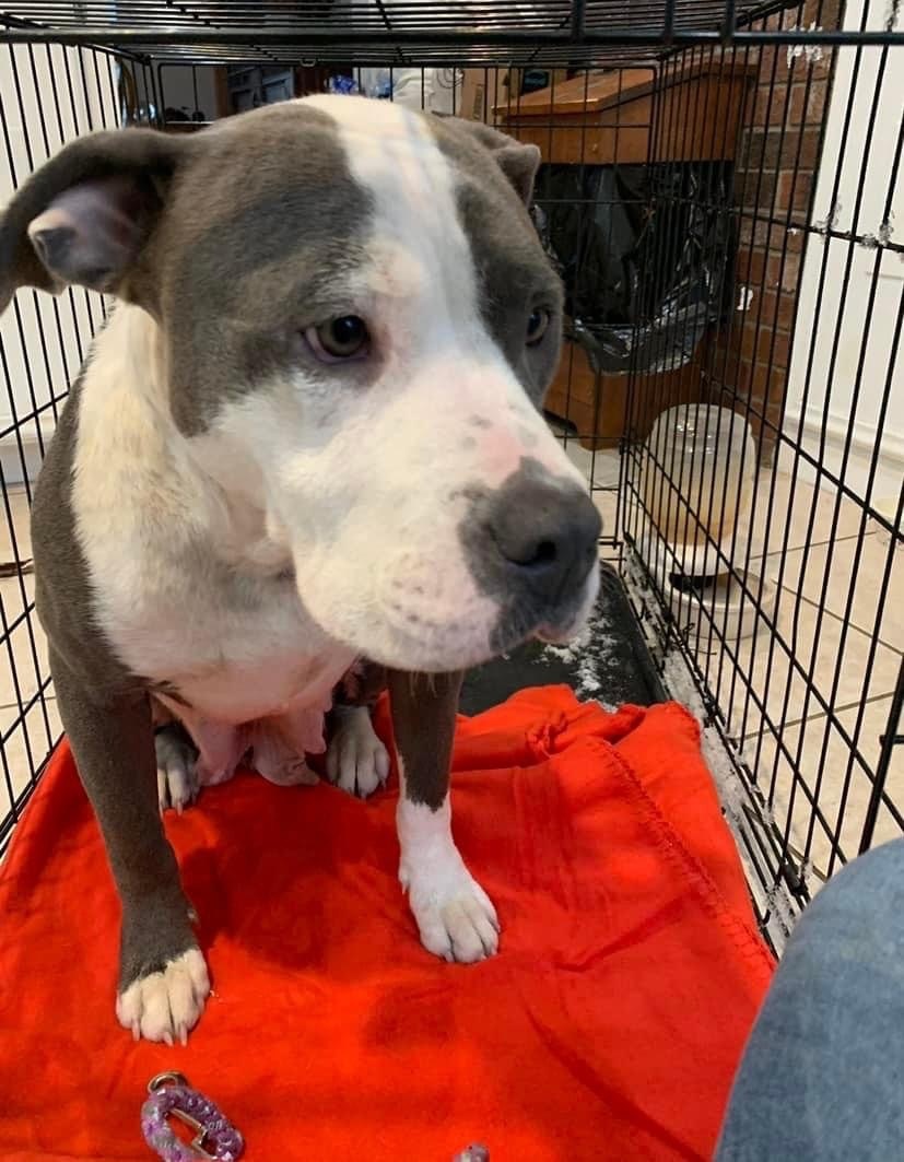 Doofy, a Adoptable American Staffordshire Terrier in fennville, MI image 4/6