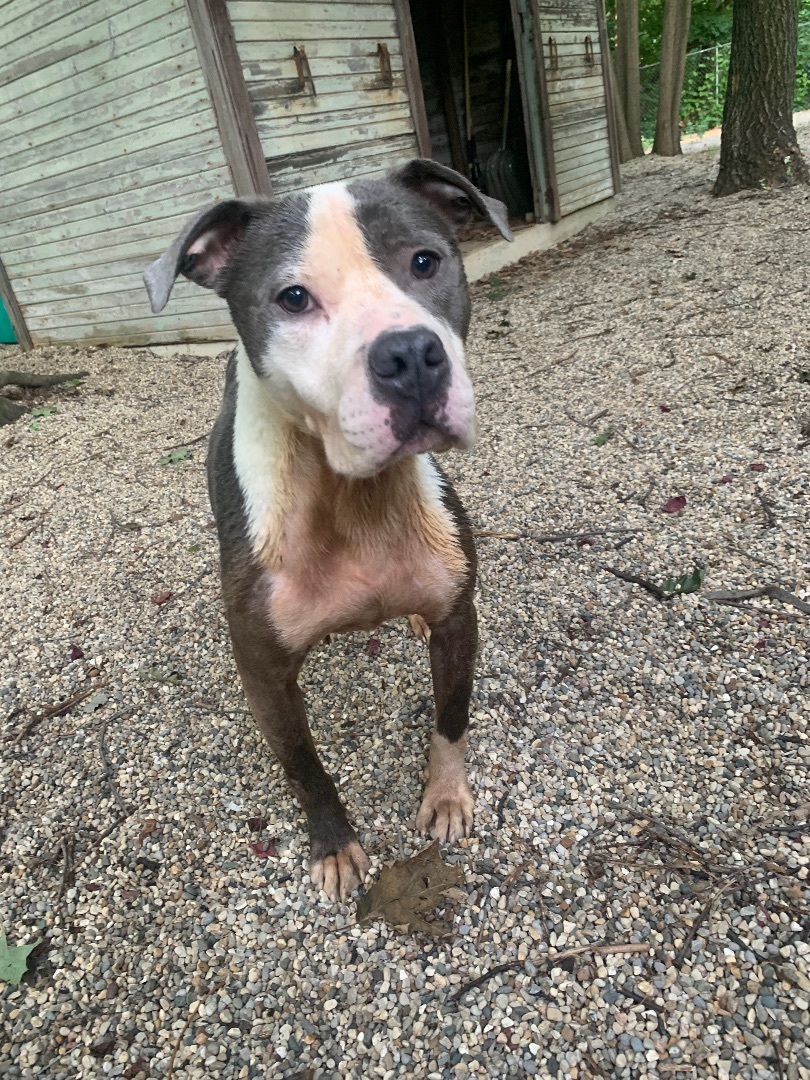 Doofy, a Adoptable American Staffordshire Terrier in fennville, MI image 5/6