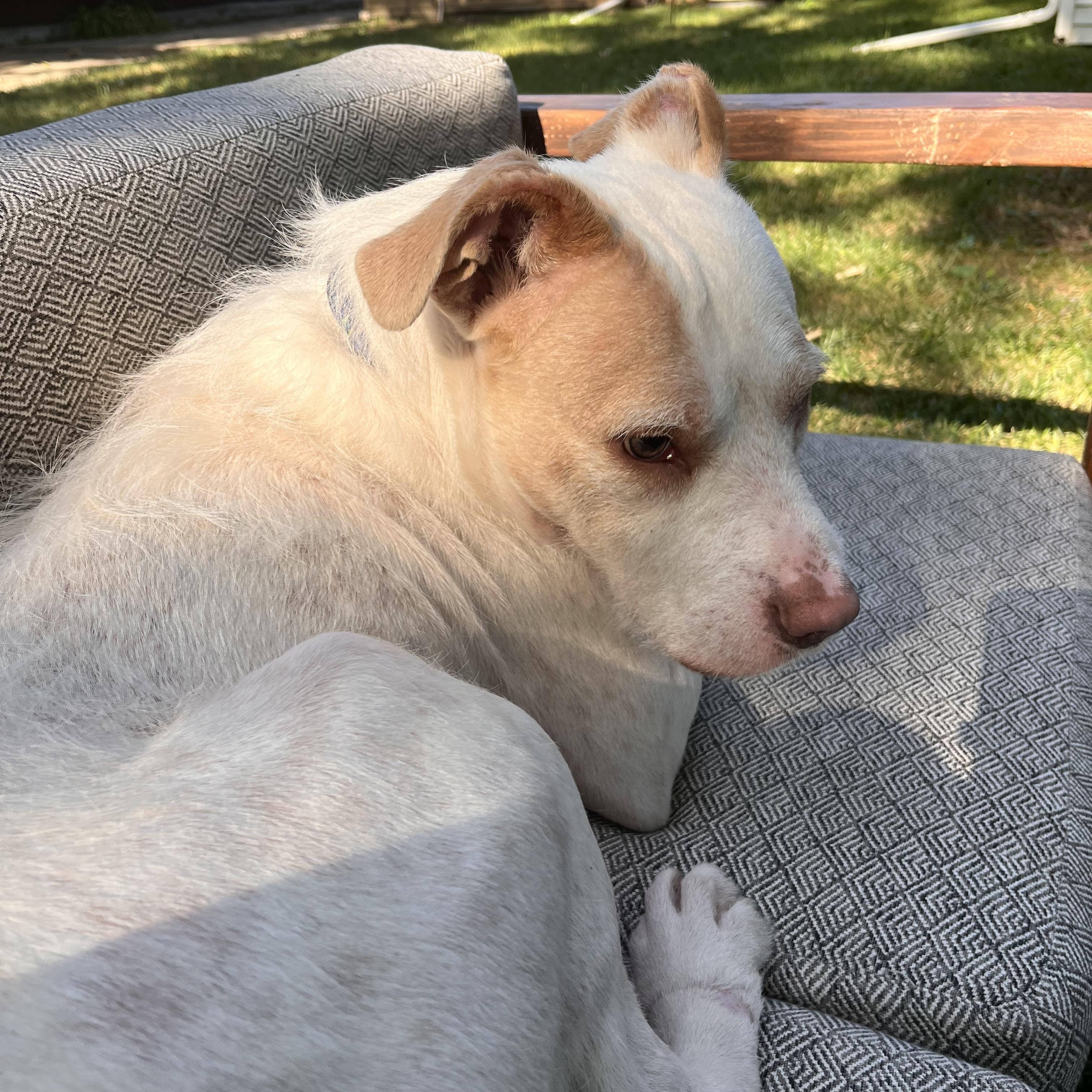 Enlarge Draco, an adopted mixed breed in Pleasant Ridge, MI image 2/4