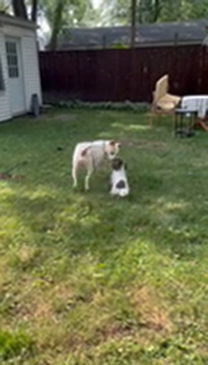 Enlarge Draco, an adopted mixed breed in Pleasant Ridge, MI video 4/4