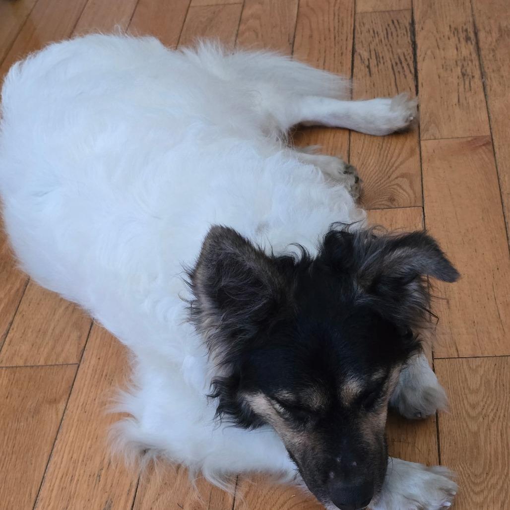 NY Max Feb 21 (Tractor Supply Patterson NY), Adoptable, Adult Male Cocker Spaniel & Mixed Breed.