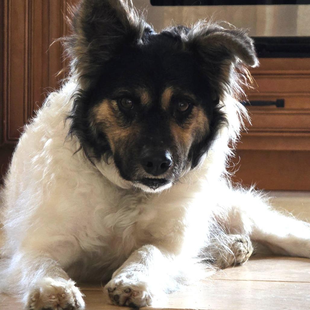 NY Max Feb 21 (Tractor Supply Patterson NY), a Adoptable mixed breed in Eastford, CT image 3/6