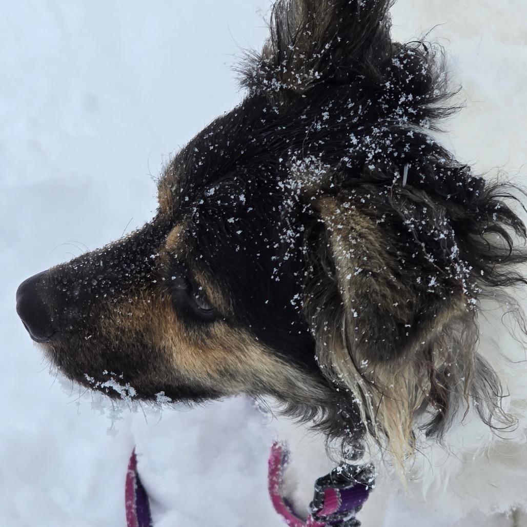 NY Max Feb 21 (Tractor Supply Patterson NY), a Adoptable mixed breed in Eastford, CT image 4/6