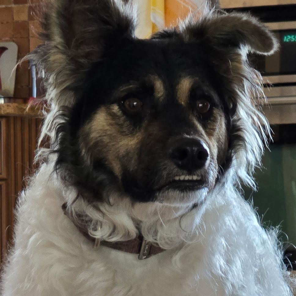 NY Max Feb 21 (Tractor Supply Patterson NY), a Adoptable mixed breed in Eastford, CT image 5/6