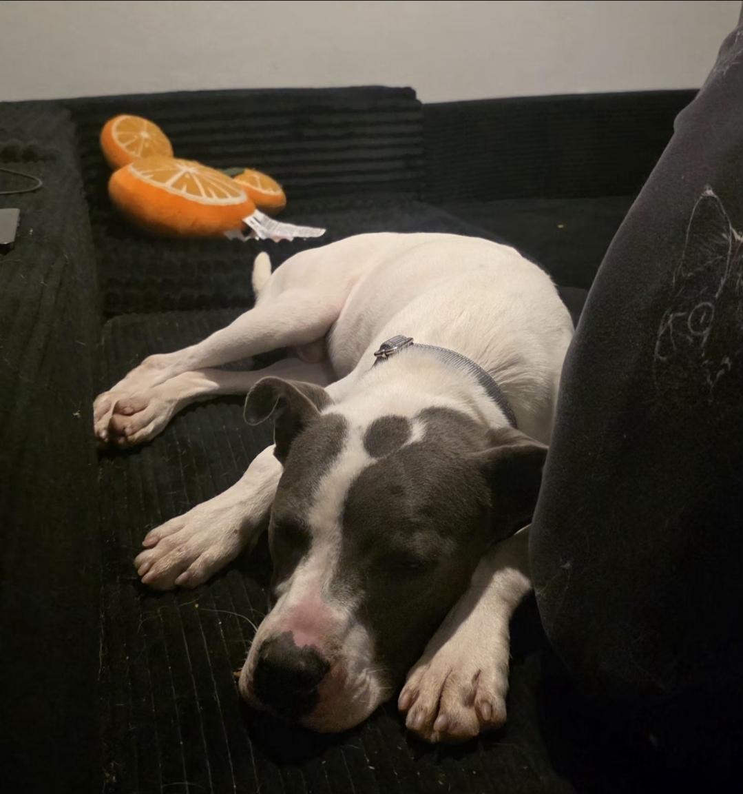 Marvel, ADOPTABLE, Young Male Pit Bull Terrier.