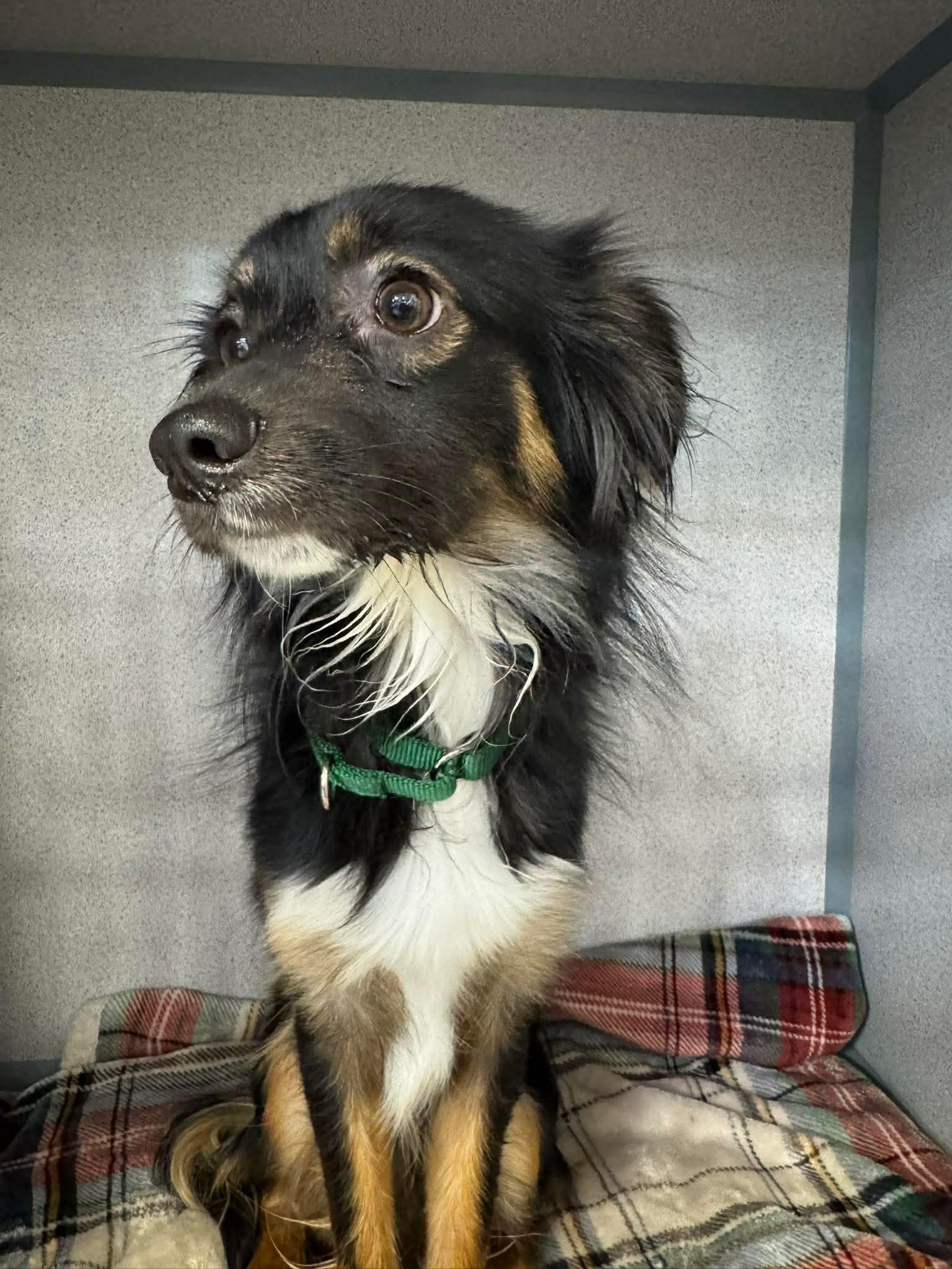 Lucky, Adopted, Young Male Mixed Breed.